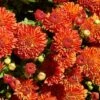 Harvest Igloo Perennial Mum Plant -Annual Plants Popular Shop harvest igloo perennial mum plant 444 general