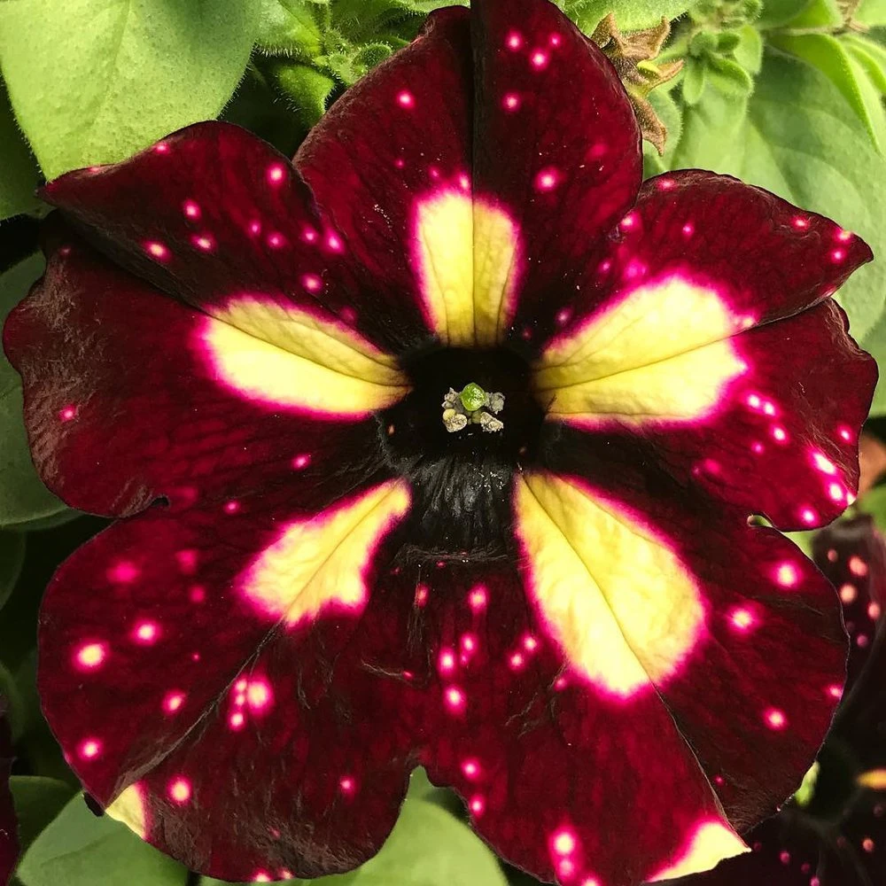 Headliner™ Starry Sky Burgundy Petunia Plant 3 Headliner™ Starry Sky Burgundy Petunia Plant
