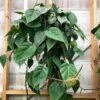 Heart Leaf Philodendron 2 Heart Leaf Philodendron -Annual Plants Popular Shop heart leaf philodendron 438 detail
