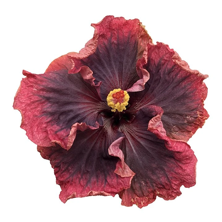 Heart Of Darkness Cajun Hibiscus 3 Heart Of Darkness Cajun Hibiscus