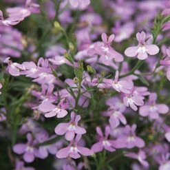 Laguna® Heavenly Lilac Lobelia