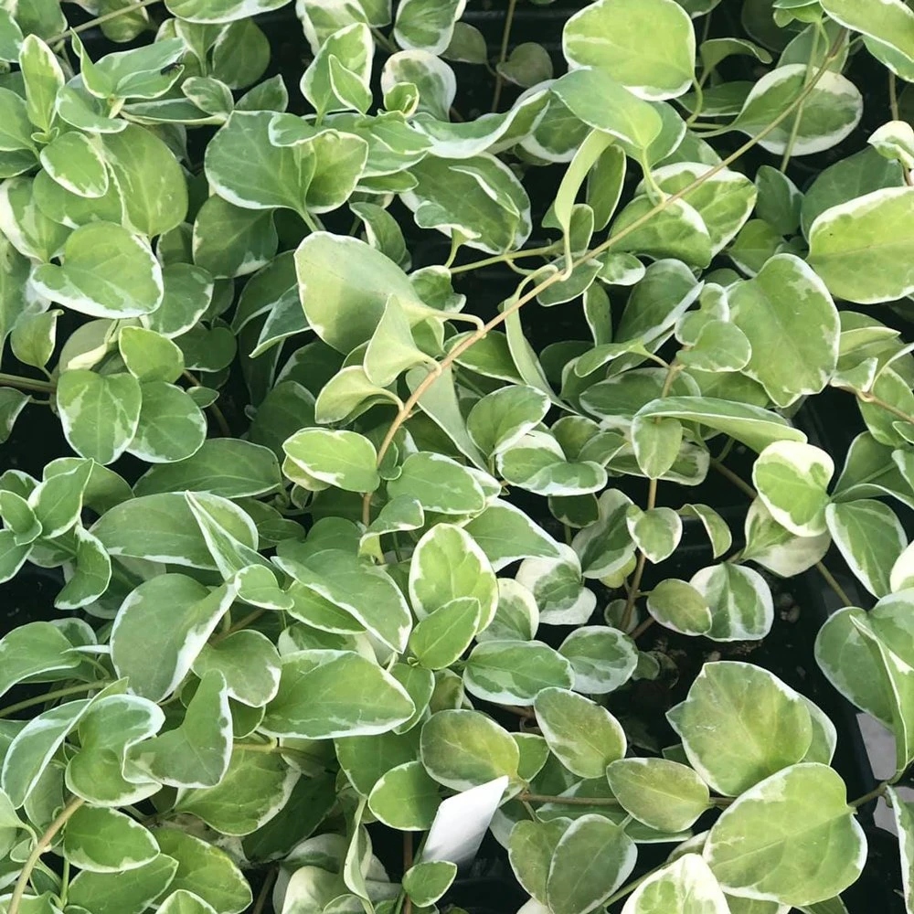 High Color Vinca Vine