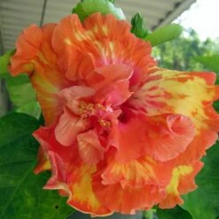 High Definition Cajun Hibiscus