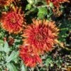 High Regards Perennial Mum Plant -Annual Plants Popular Shop high regards perennial mum plant 413 detail