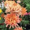 Homecoming Perennial Mum Plant 1 Homecoming Perennial Mum Plant -Annual Plants Popular Shop homecoming perennial mum plant 859 detail