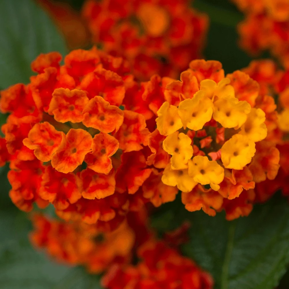 Hot Blooded™ Red Lantana Plant 3 Hot Blooded™ Red Lantana Plant