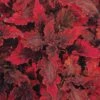 Hot Lava Coleus Plant 2 Hot Lava Coleus Plant -Annual Plants Popular Shop hot lava coleus plant 1204 detail