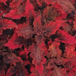 Hot Lava Coleus Plant