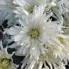 Ice Crystal Perennial Mum Plant -Annual Plants Popular Shop ice crystal perennial mum plant 2054 detail
