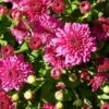 Ice Pink Igloo Perennial Mum Plant -Annual Plants Popular Shop ice pink igloo perennial mum plant 1737 general