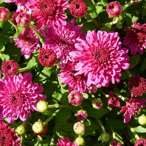 Ice Pink Igloo Perennial Mum Plant 3 Ice Pink Igloo Perennial Mum Plant