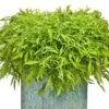 Illusion™ Emerald Lace Ipomoea Plant 2 Illusion™ Emerald Lace Ipomoea Plant -Annual Plants Popular Shop illusion emerald lace ipomoea 66 detail