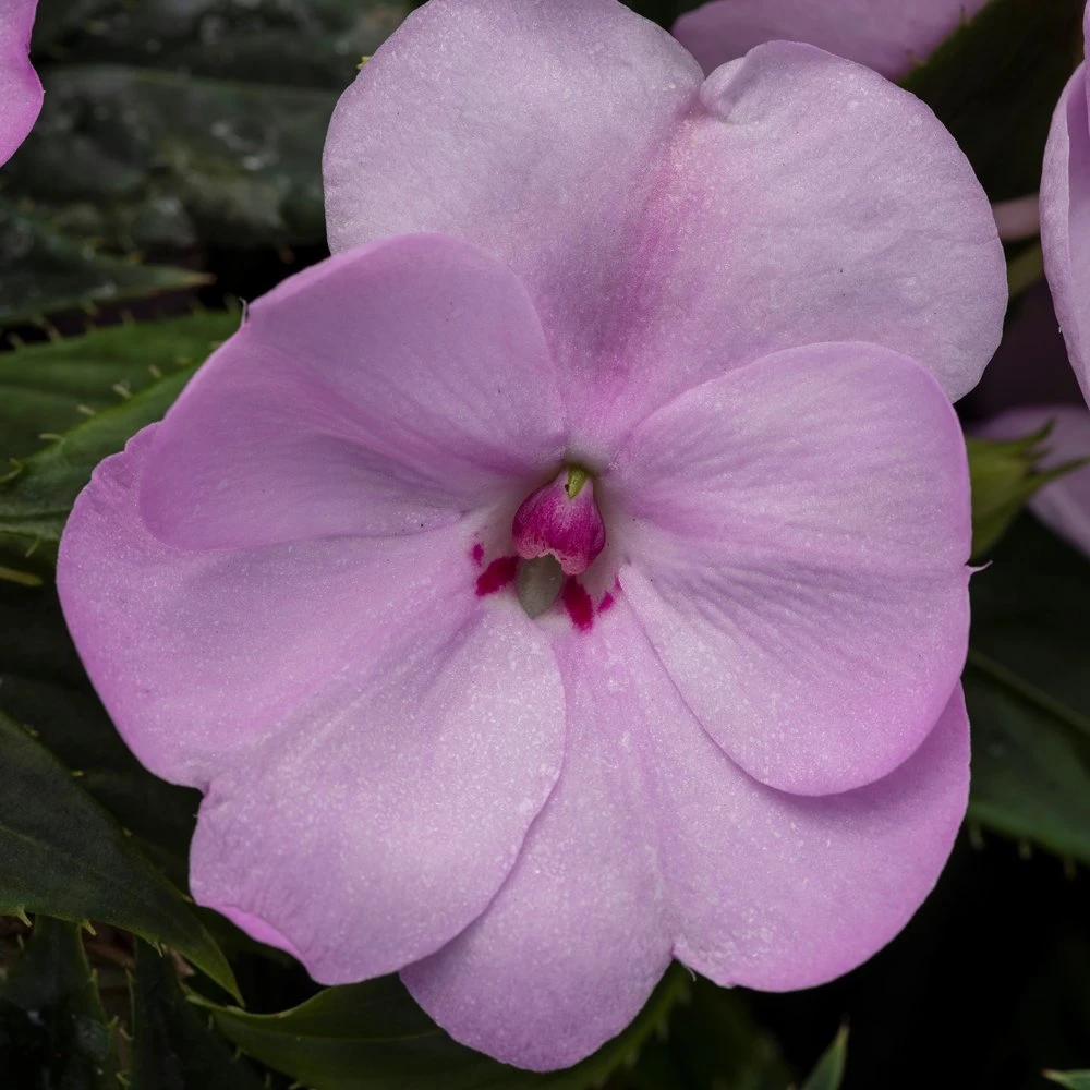 SunPatiens® Compact Orchid Blush Impatiens Plant 3 SunPatiens® Compact Orchid Blush Impatiens Plant