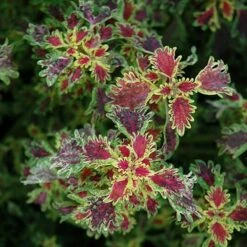 India Frills Coleus Plant