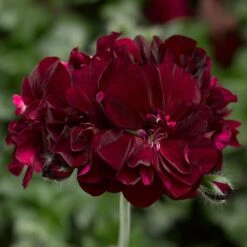 Ivy League® Burgundy Ivy Geranium Plant