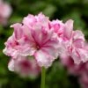 Ivy League® Cherry Blossom Ivy Geranium Plant 2 Ivy League® Cherry Blossom Ivy Geranium Plant -Annual Plants Popular Shop ivy league cherry blossom ivy geranium plant 796 detail