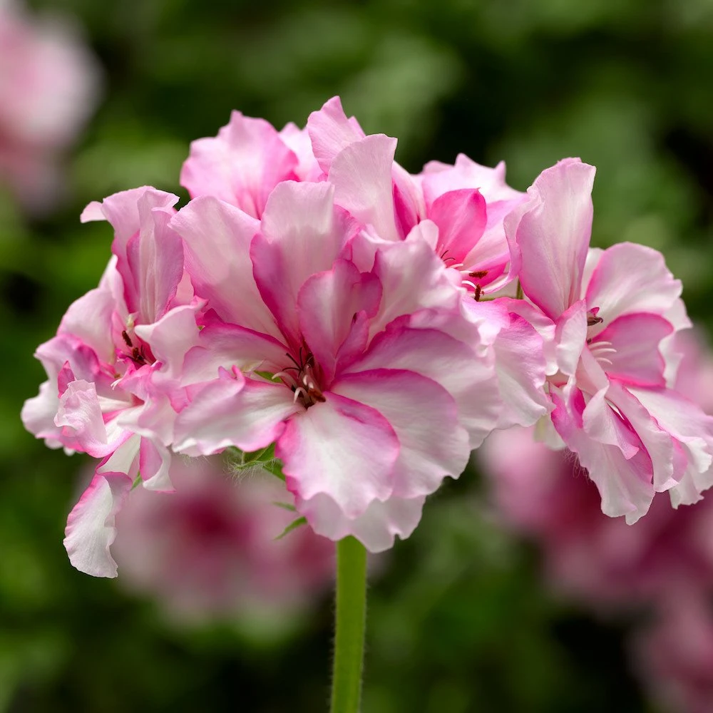 Ivy League® Cherry Blossom Ivy Geranium Plant 3 Ivy League® Cherry Blossom Ivy Geranium Plant