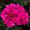 Ivy League® Deep Pink Ivy Geranium Plant 1 Ivy League® Deep Pink Ivy Geranium Plant -Annual Plants Popular Shop ivy league deep pink ivy geranium plant 17 detail