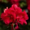 Ivy League® Hot Coral Ivy Geranium Plant -Annual Plants Popular Shop ivy league hot coral geranium plant 1699 detail