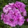 Ivy League® Light Lavender Ivy Geranium Plant 2 Ivy League® Light Lavender Ivy Geranium Plant -Annual Plants Popular Shop ivy league light lavender geranium plant 2161 detail