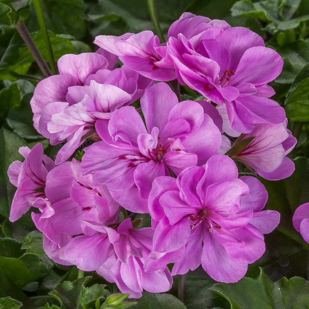 Ivy League® Light Lavender Ivy Geranium Plant 3 Ivy League® Light Lavender Ivy Geranium Plant