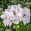 Ivy League® White Ivy Geranium Plant 1 Ivy League® White Ivy Geranium Plant -Annual Plants Popular Shop ivy league white ivy geranium plant 1992 detail