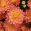 Jacqueline™ Orange Fusion Yoder Garden Mum Plant -Annual Plants Popular Shop jacqueline orange fusion garden mum 1551 detail