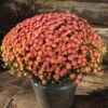 Jacqueline™ Peach Fusion Yoder Garden Mum Plant -Annual Plants Popular Shop jacqueline peach fusion garden mum 1308 detail