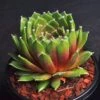 Jade Rose Sempervivum (Hens And Chicks)