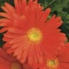 Jaguar™ Deep Orange Gerbera 1 Jaguar™ Deep Orange Gerbera -Annual Plants Popular Shop jaguar deep orange gerbera plant 148 detail