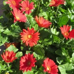 Jaguar™ Red Gerbera