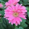 Jaguar™ Rose Picotee Gerbera -Annual Plants Popular Shop jaguar rose picotee gergera plant 1490 detail