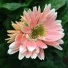 Jaguar™ Salmon Pastels Gerbera -Annual Plants Popular Shop jaguar salmon pastels gerbera 180 detail