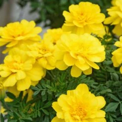 Janie Bright Yellow Marigold