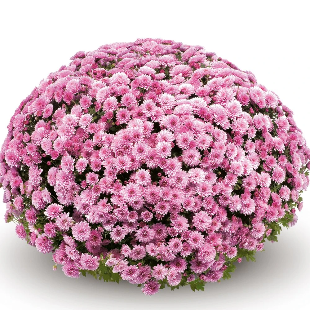 Belgian Mum® Jasoda Pink Plant 3 Belgian Mum® Jasoda Pink Plant
