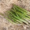 Jersey Knight Asparagus Plant - 2-3 Year Crowns - 10-Pack -Annual Plants Popular Shop jersey knight asparagus plant 833 detail