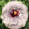 Johnny Reb Cajun Hibiscus -Annual Plants Popular Shop johnny reb cajun hibiscus plant 709 detail