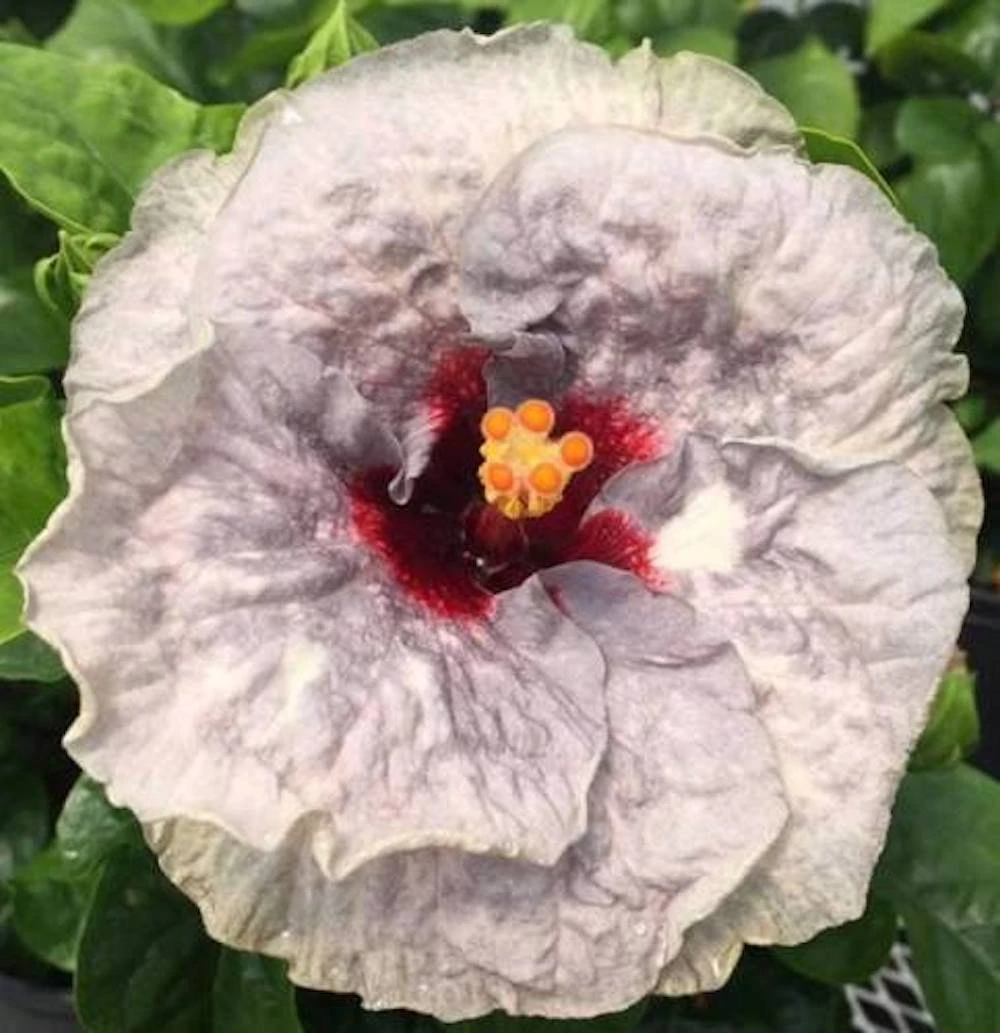 Johnny Reb Cajun Hibiscus 3 Johnny Reb Cajun Hibiscus