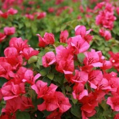 Juanita Hatten Bougainvillea Plant