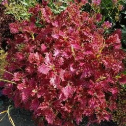Jupiter Coleus Plant