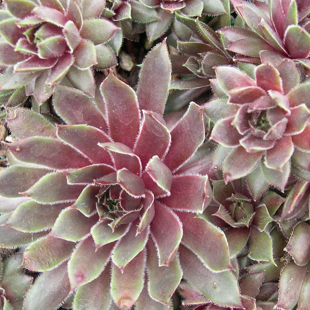 Kalinda Sempervivum (Hens And Chicks) 3 Kalinda Sempervivum (Hens And Chicks)