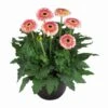 Karoo® Patio Gerbera 2 Karoo® Patio Gerbera -Annual Plants Popular Shop karoo patio gerbera plant 1073 detail