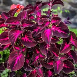 Kingswood Torch Coleus Plant