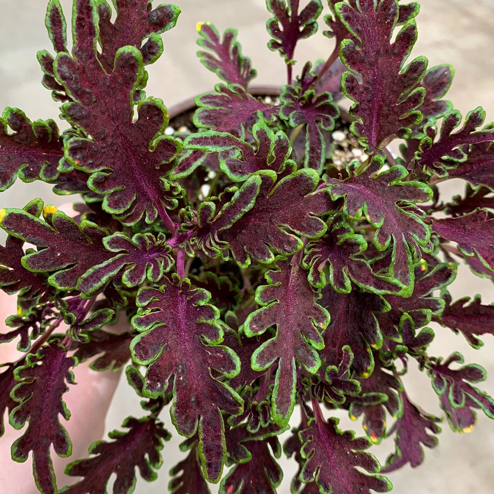 Kiwi Fern Coleus Plant 3 Kiwi Fern Coleus Plant