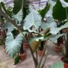 Kuching Mask Alocasia Plant - Elephant Ear 2 Kuching Mask Alocasia Plant - Elephant Ear -Annual Plants Popular Shop kuching mask alocasia plant elephant ear 2031 detail