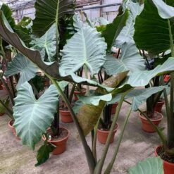 Kuching Mask Alocasia Plant - Elephant Ear