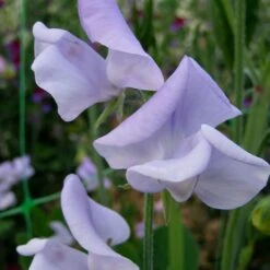 Lady Grisel Hamilton Sweet Pea Flowers
