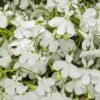Laguna® Cloud White™ Lobelia -Annual Plants Popular Shop laguna cloud white lobelia plant 1672 detail