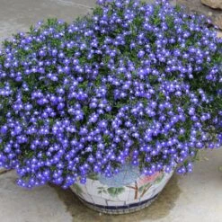 Laguna® Compact Blue W/ Eye Lobelia