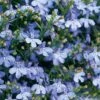 Laguna® Sky Blue Lobelia -Annual Plants Popular Shop laguna sky blue lobelia plant 848 detail